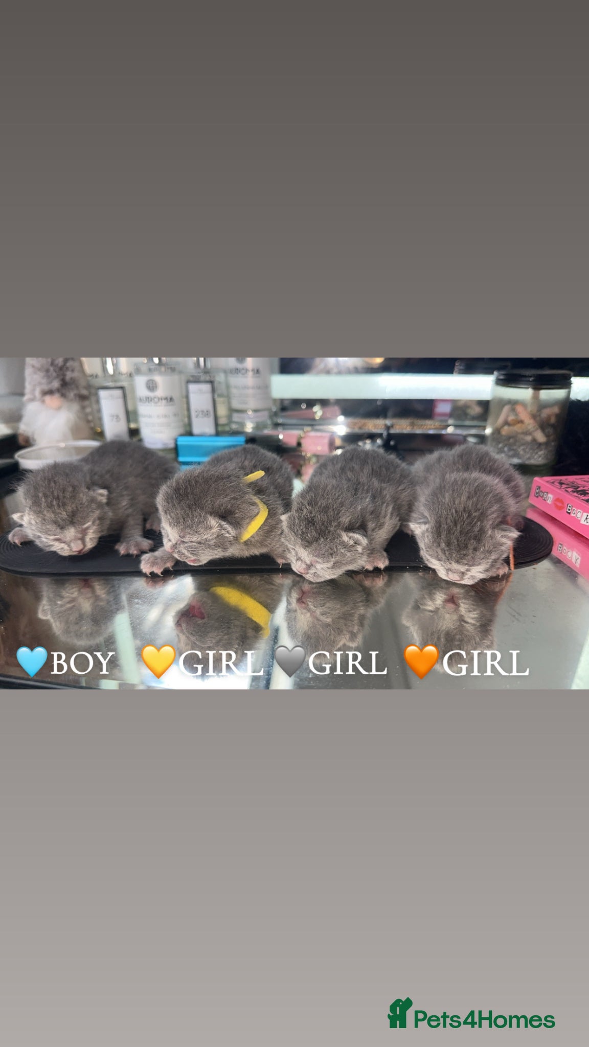 British Shorthair cats for sale: MOST ADORABLE BRITISH SHORTHAIR FOR SALE - Advert 1