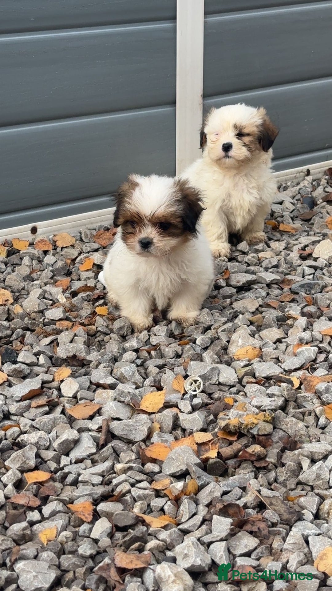 Malshi dogs for sale: Shitzu cross Maltese puppy for sale  - Image 1