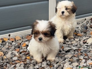 Malshi dogs for sale - Advert 1