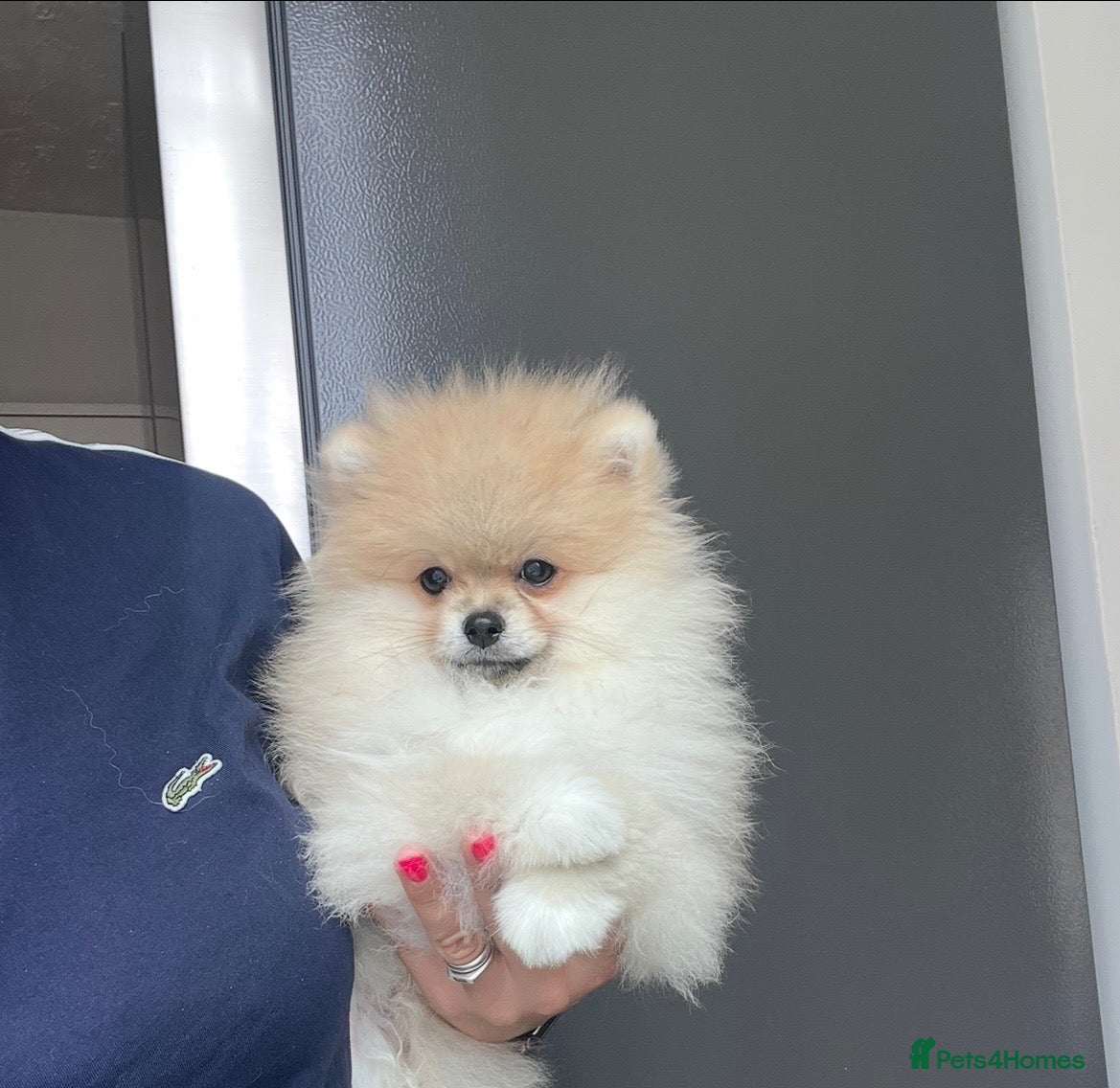 Pomeranian dogs 🔥Outstanding 🐻Teddy Bear 🏆 - Advert 2
