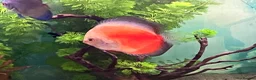 Discus fish for sale: Discus for sale  in Bow Street - Advert 11