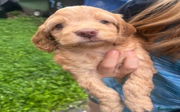 Cockapoo dogs for sale: F2 Cockapoos - Image 6