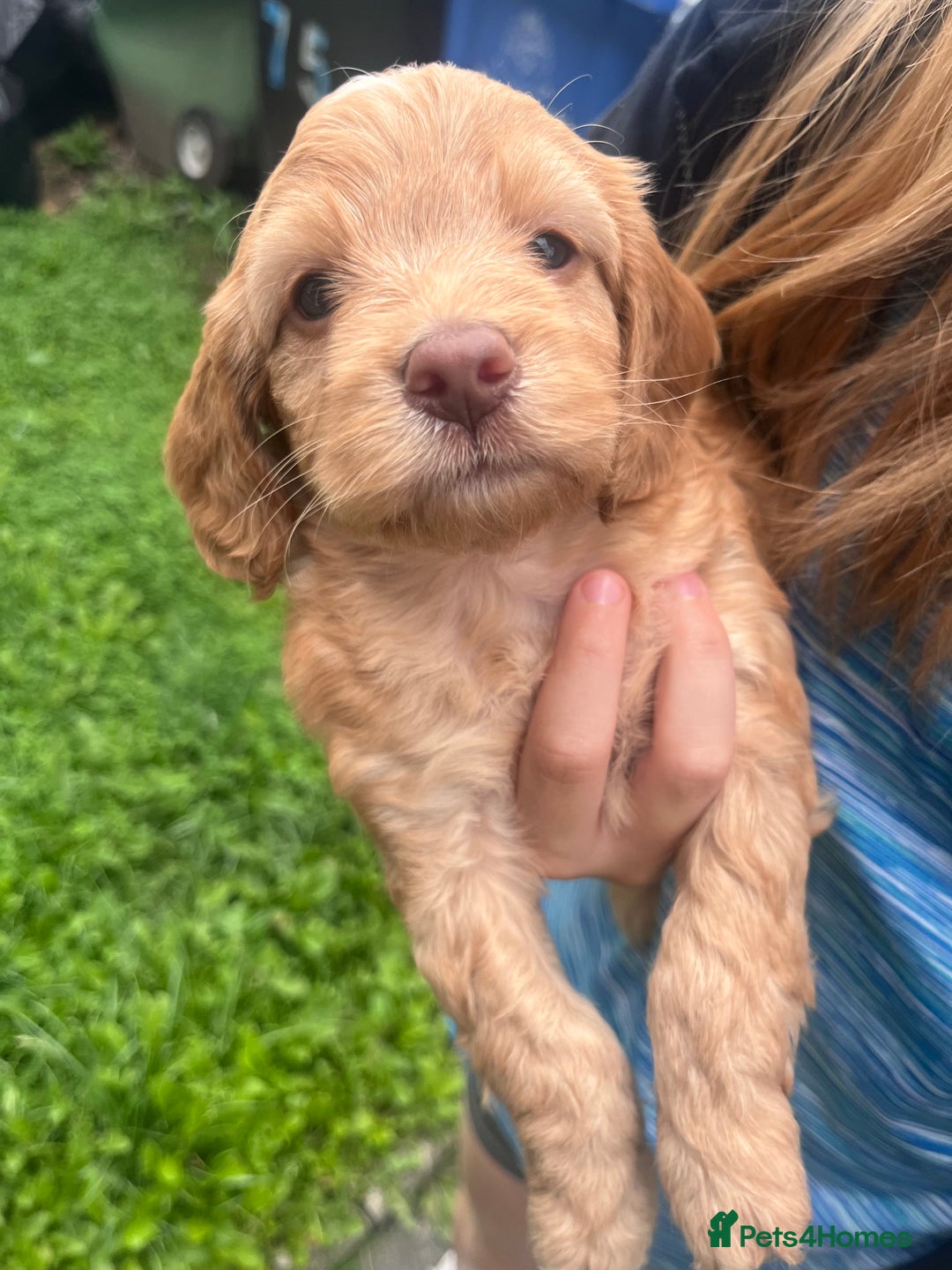 Cockapoo dogs for sale: F2 Cockapoos - Image 6
