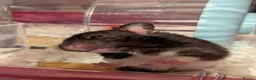 Hamster rodents for sale: B&W Male Syrian hamster cage and accessories  - Advert 8