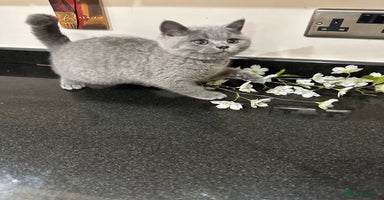 British Shorthair cats - Advert 12