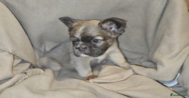 French Bulldog dogs KC French bulldogs READY FOR THEIR FOREVER HOME 💙 - Advert 12