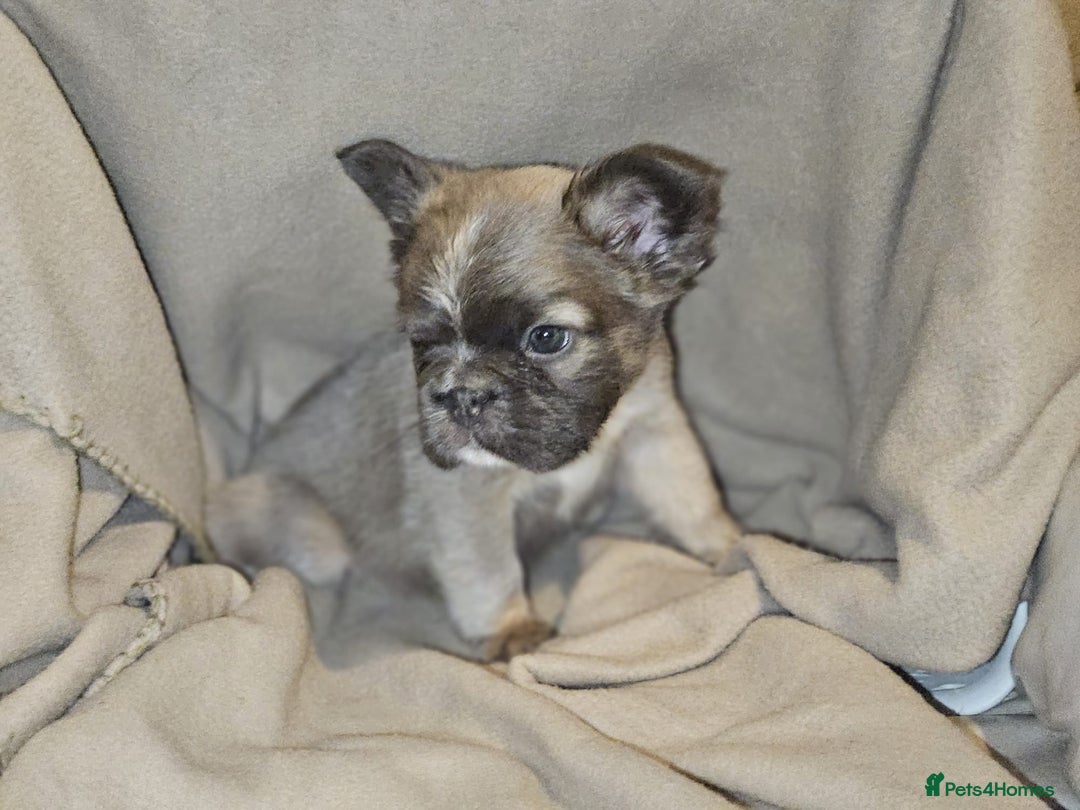 French Bulldog dogs for sale: KC French bulldogs READY FOR THEIR FOREVER HOME 💙 - Advert 3