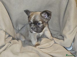 French Bulldog dogs KC French bulldogs READY FOR THEIR FOREVER HOME 💙 - Advert 2