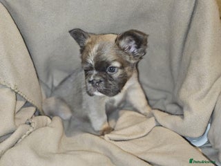 French Bulldog dogs - Advert 1