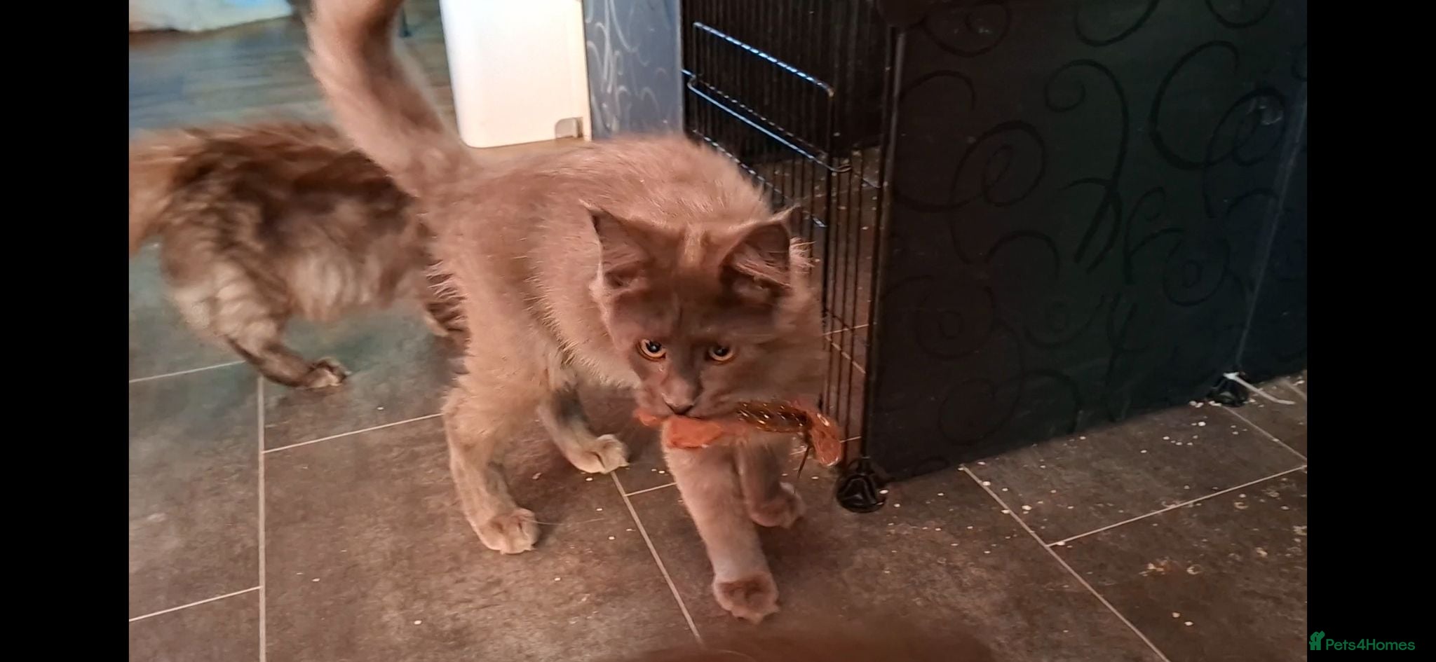 Maine Coon cats Active Maine Coon girl in Manchester - Advert 1