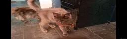 Maine Coon cats for sale: Active Maine Coon girl in Manchester - Advert 1
