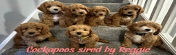Toy Poodle dogs for stud: Proven Red Toy Poodle Stud Dog  in Mexborough - Advert 4