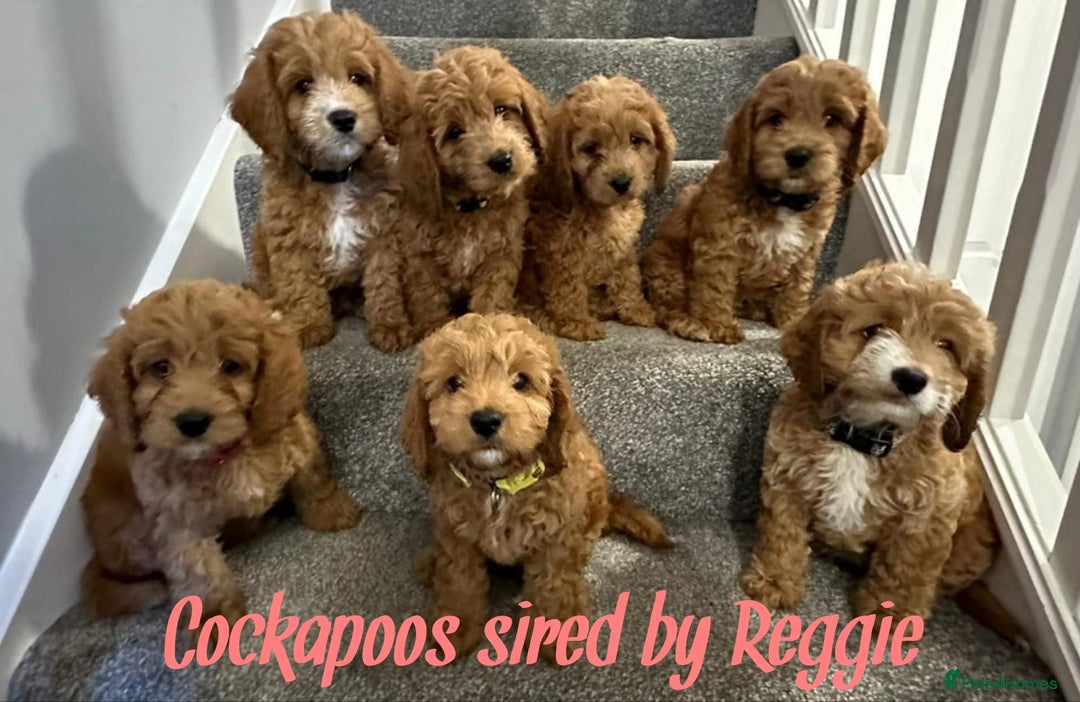 Toy Poodle dogs for stud: Proven Red Toy Poodle Stud Dog  in Mexborough - Image 4