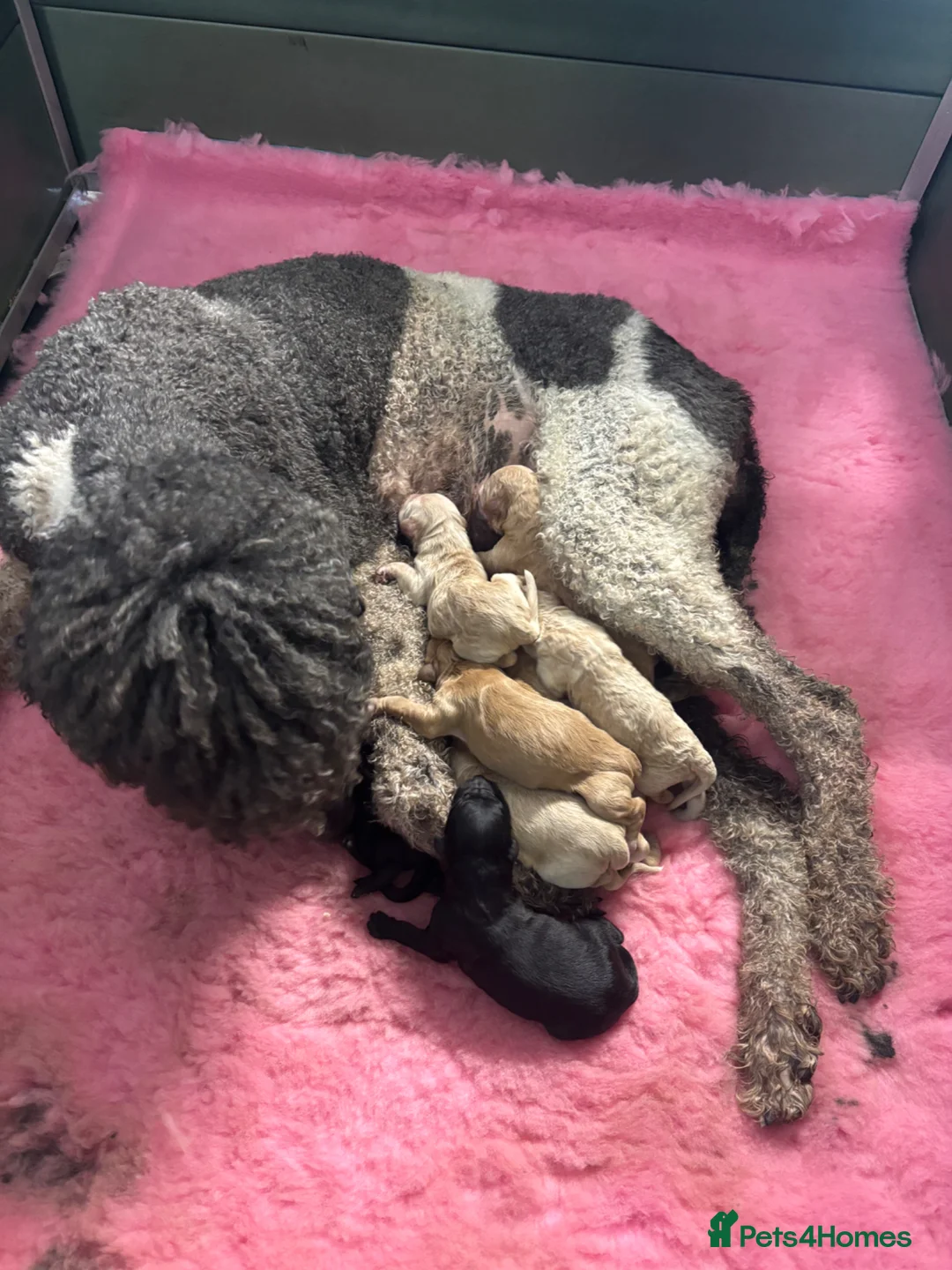 Goldendoodle dogs for sale: Beautiful Goldendoodles - Advert 10