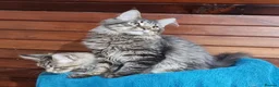Maine Coon cats for sale: GCCF Pedigree Maine Coon Kittens for sale  - Advert 34