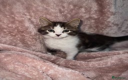 British Longhair cats for sale: ✨ Longhaired Kittens Looking for Loving Homes ✨ - Image 8
