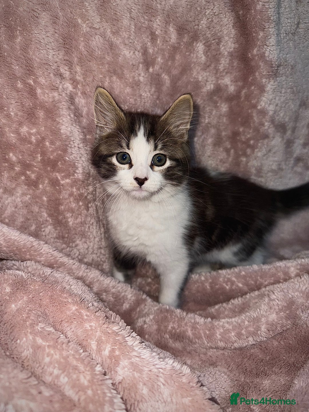 British Longhair cats for sale: ✨ Longhaired Kittens Looking for Loving Homes ✨ - Image 8