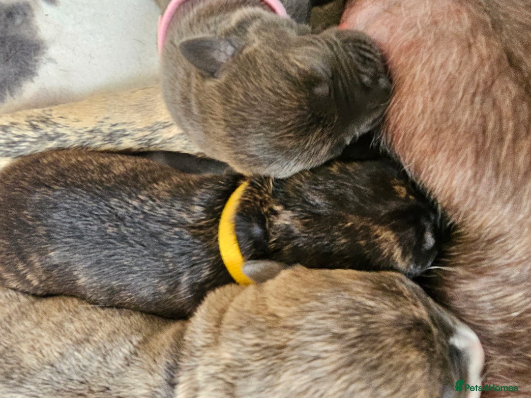 Mixed Breed dogs for sale: 8 Puppies - 3/4 blue staff 1/4 whipit  in Cradley Heath - Image 16