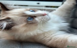 Ragdoll cats for sale: Rare European Chunky ragdolls - Image 27
