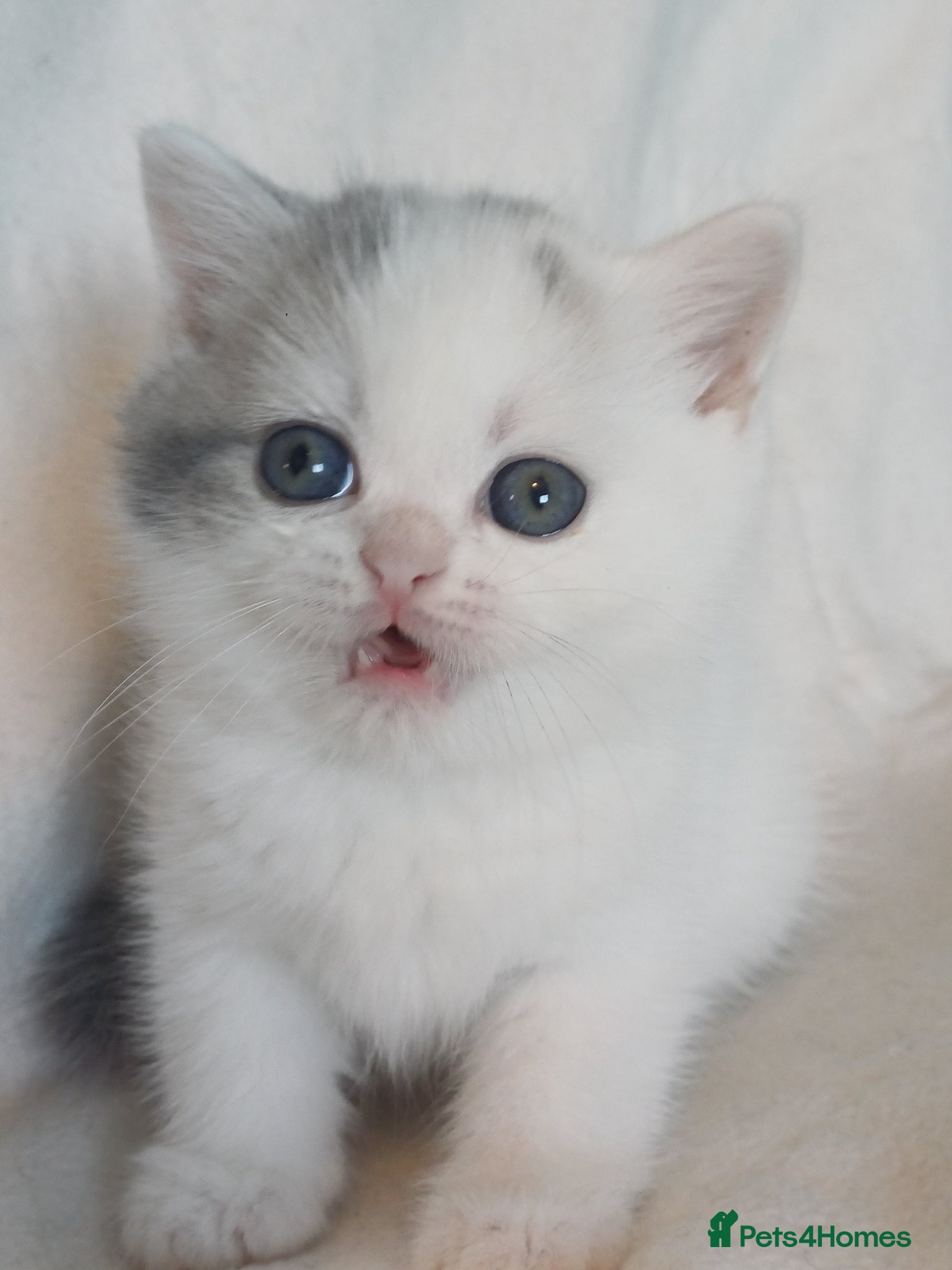 British Shorthair cats for sale: Gorgeous Brittish Shorthair 🐱 - Advert 14