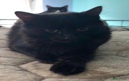 British Shorthair cats for sale: 2 sets of kittens for sale  - Image 3