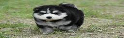 Pomsky dogs for sale: Genuine Pomsky puppies from health tested parents - Advert 7