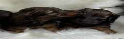 Miniature Dachshund dogs for sale: Kc Registered Miniature Dachshunds at Westfena  - Advert 8