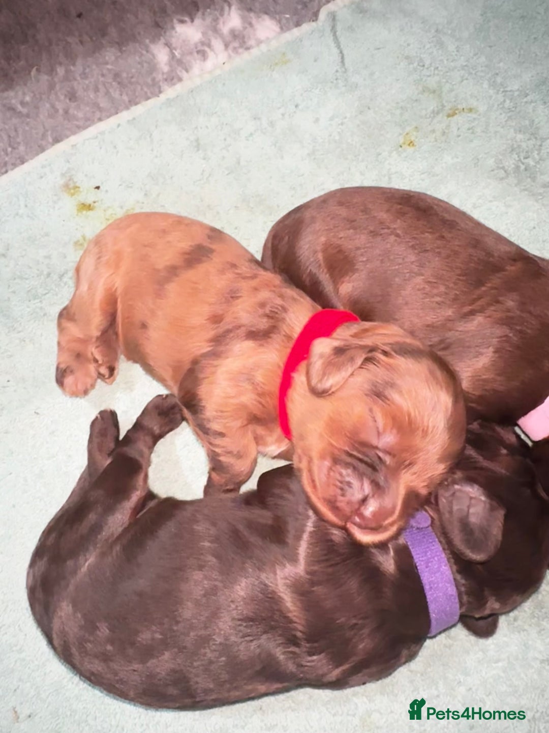 Cockapoo dogs for sale: Merle/ Red and Chocolate brown cockapoo puppies - Advert 12