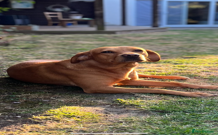 Labrador Retriever dogs - Advert 2