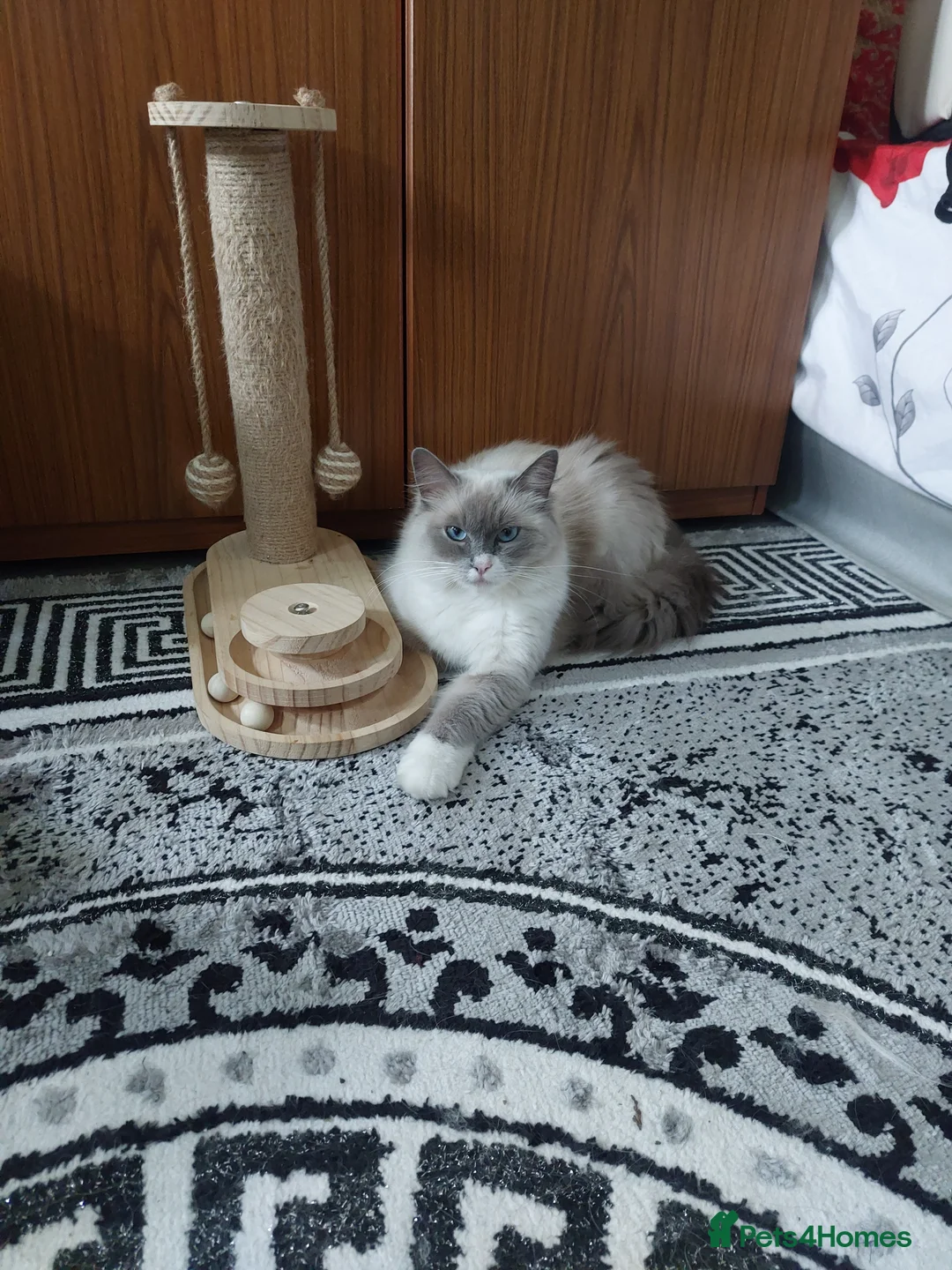 Ragdoll cats for sale: Beautiful Ragdoll Princess  - Advert 3