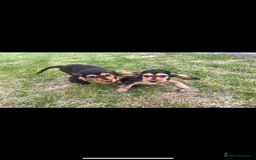 Cocker Spaniel dogs for sale: Show Cocker Spaniel   in London - Image 15