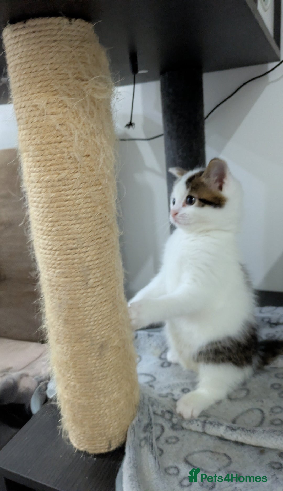 Siberian cats for sale: Urgent sale - Siberian kitten  - Image 10