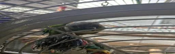 Conures birds for sale: Bonded Pair of Conures (Green Cheek & Pineapple) - Advert 6