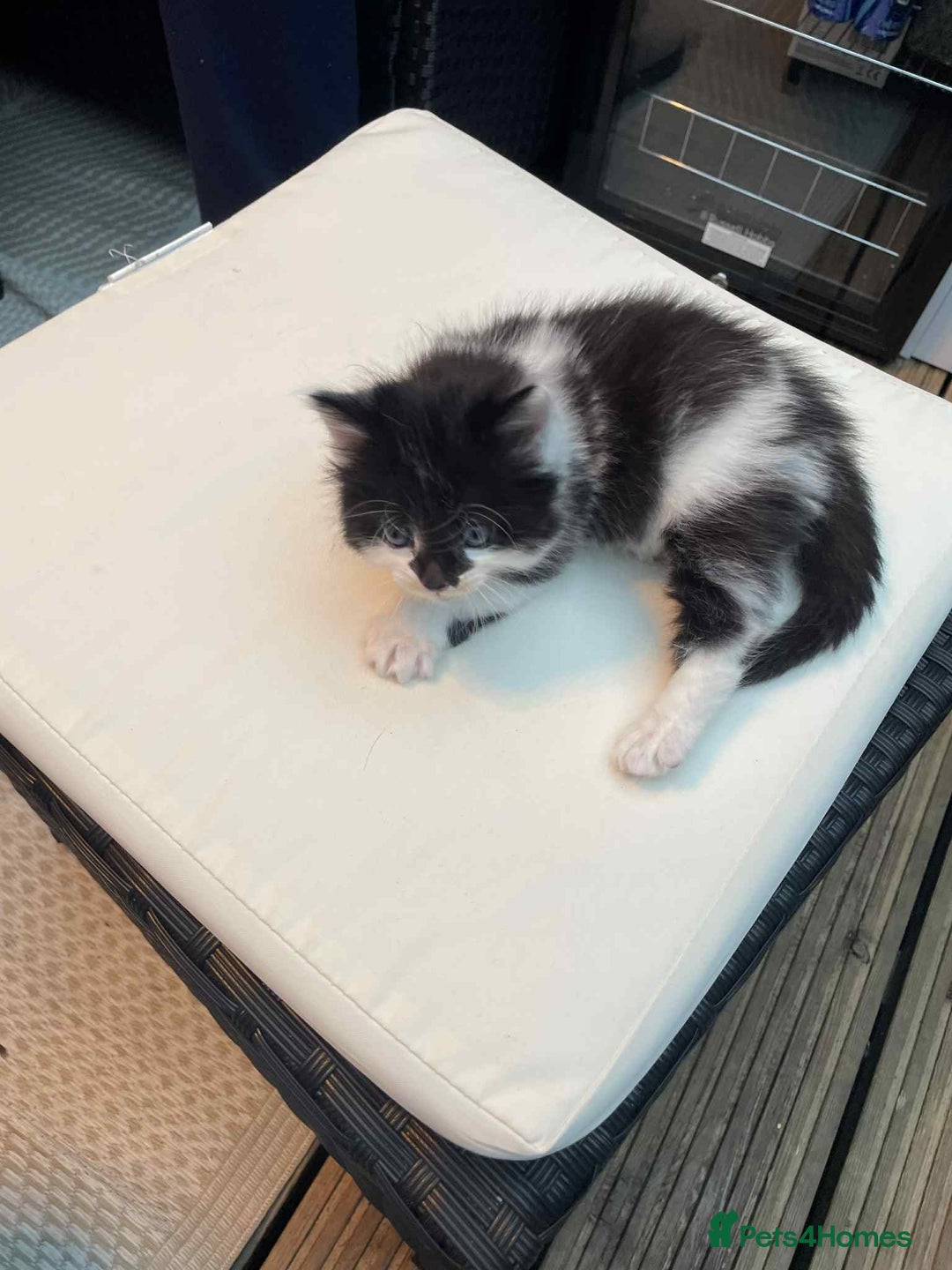 Mixed Breed cats for sale: Lovely boy for sale - Advert 3