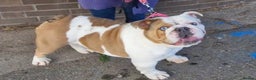 English Bulldog dogs for sale: Chocolate pied cryptic merel  - Advert 1