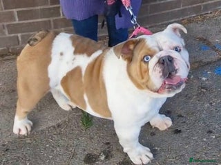 English Bulldog dogs Chocolate pied cryptic merel - Advert 2