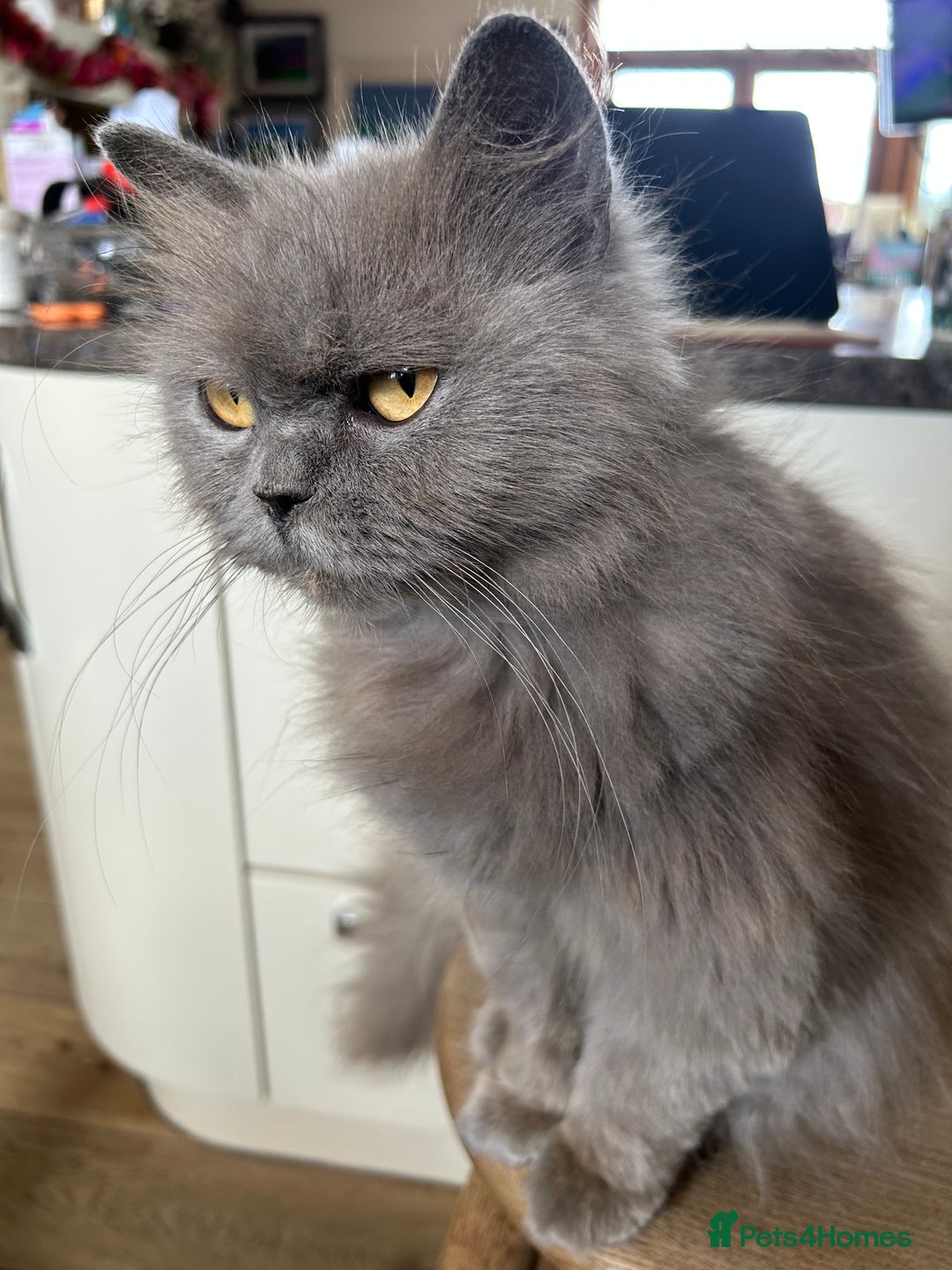British Longhair cats for sale: One lovely British Long Hair x Exotic Persian BOY - Image 4