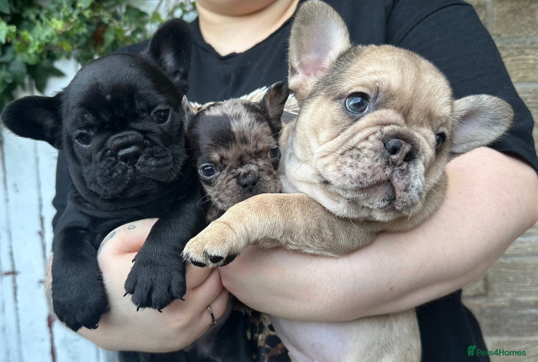 French Bulldog dogs for sale: 3 beautiful French bulldog puppies  - Image 10