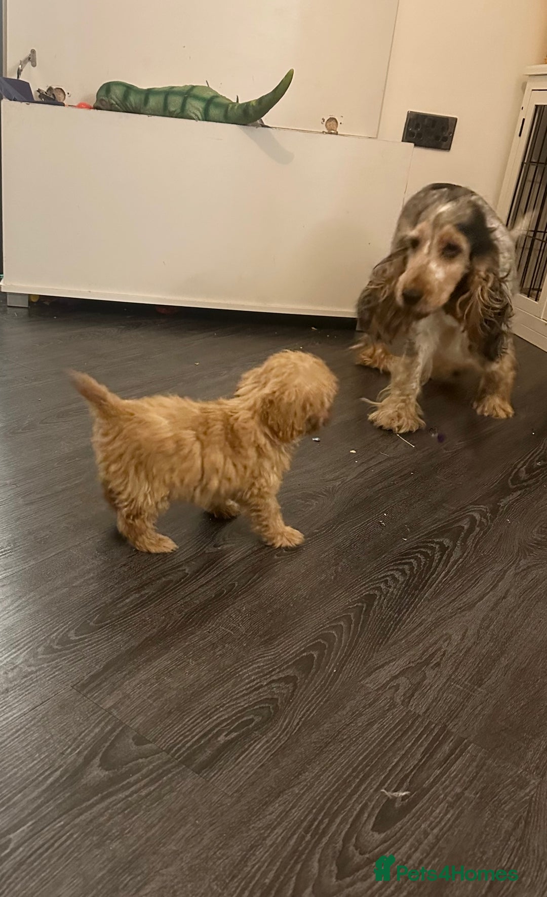 Cockapoo dogs for sale: Adorable Cockpoo looking for his forever home - Image 7