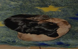 Cavalier King Charles Spaniel dogs for sale: KC Cavalier King Charles spaniels  - Advert 7