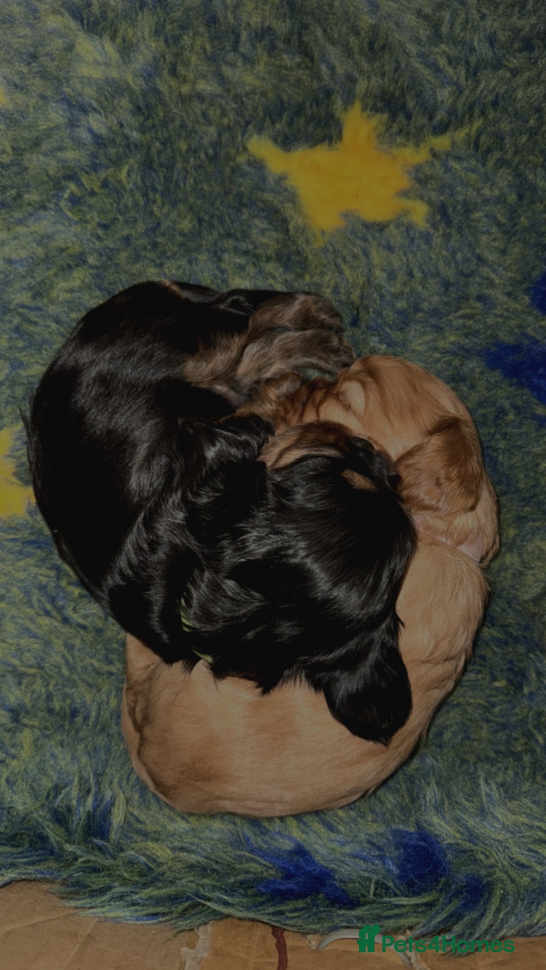 Cavalier King Charles Spaniel dogs for sale: KC Cavalier King Charles spaniels  - Advert 7