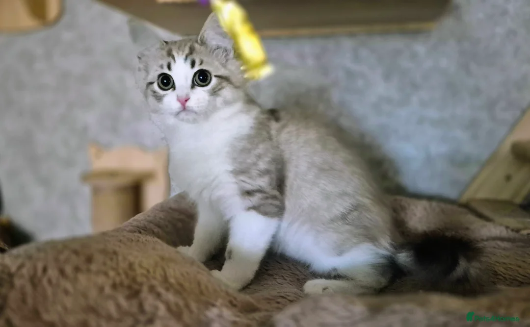 Munchkin cats for sale: Munchkin × British Longhair  - Advert 11