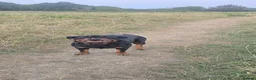 Rottweiler dogs for stud: Champion Bloodline Rottweiler Stud - Advert 3