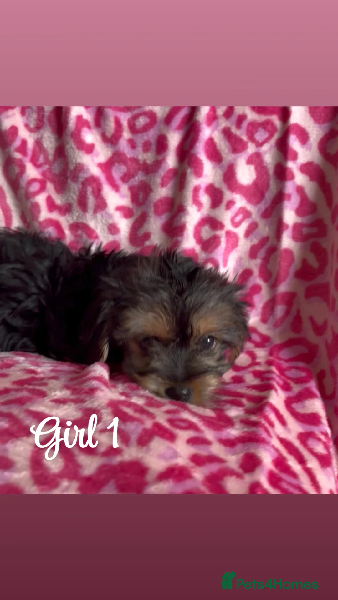 Yorkshire Terrier dogs for sale: Yorkshire Terrier Puppies - Advert 1