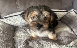Morkie dogs for sale: Morkie Pups - Image 13