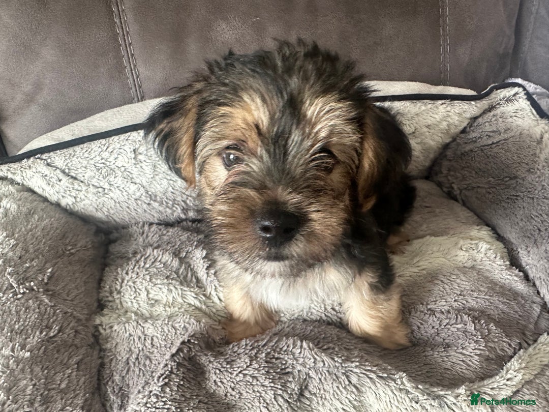 Morkie dogs for sale: Morkie Pups - Image 13