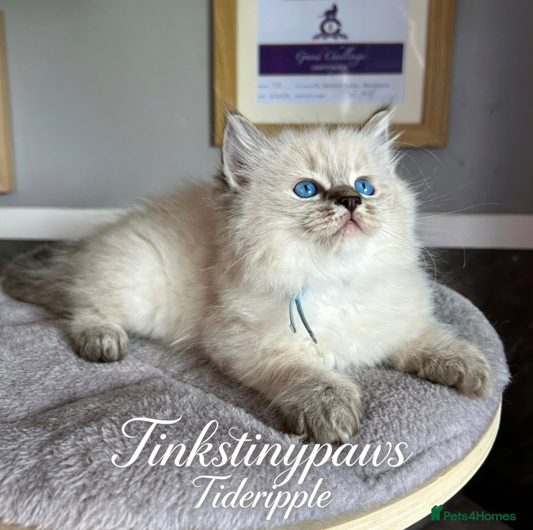 Ragdoll cats 2 Seal Tabby colourpoint  - Advert 13