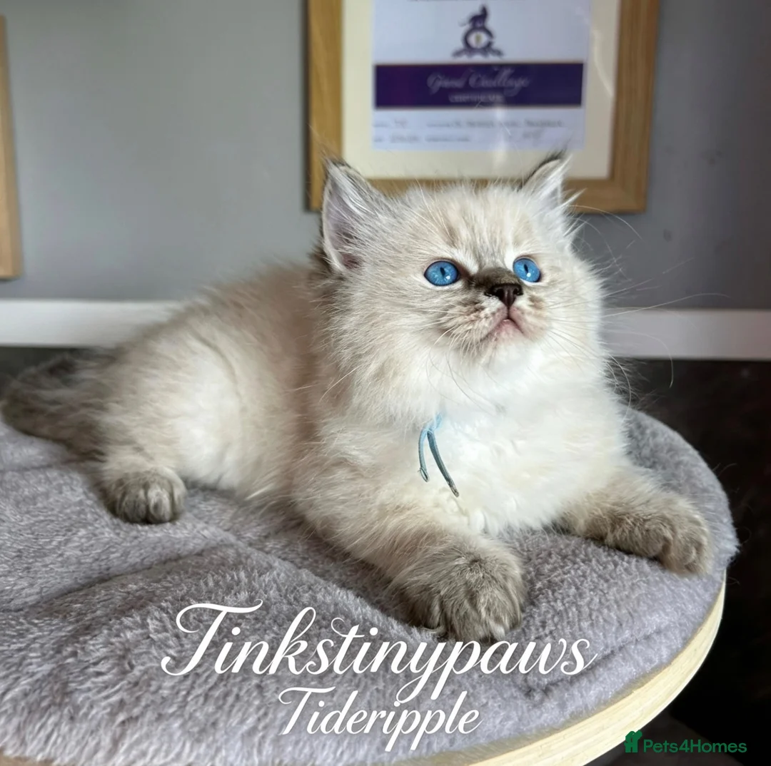 Ragdoll cats for sale: 2 Seal Tabby colourpoint  - Advert 1