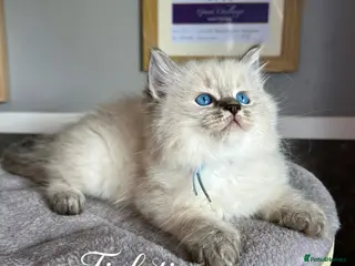 Ragdoll cats 2 Seal Tabby colourpoint - Advert 4