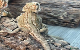 Bearded Dragon reptiles for sale: Baby beardies - Image 1
